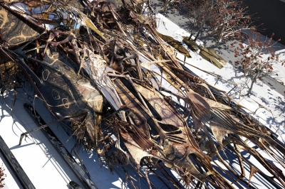 Asemic Forest Shahira Hammad