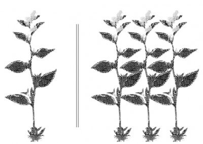 World Chlorophyl IAMZ