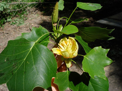 Chop Stick Visiondivision