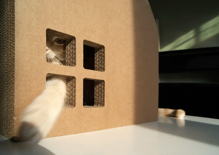 House Cats Krabhuis