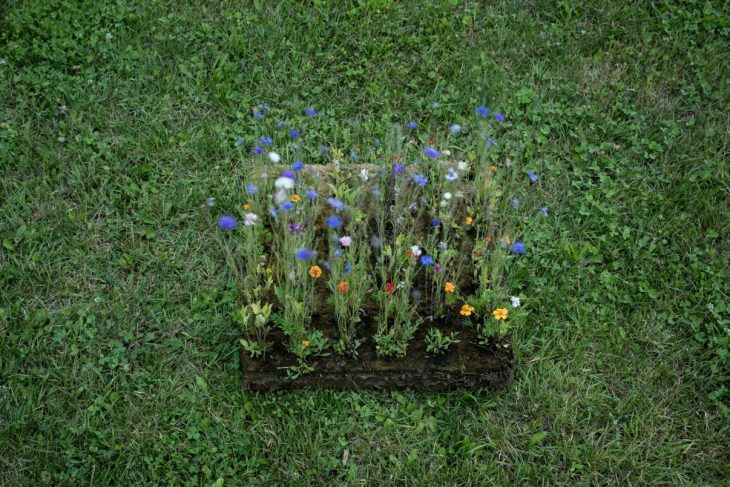 Franek_LIKO_NOE_Boysplaynice_Media_013