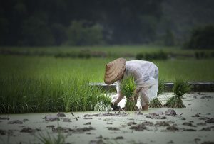 Blossom Dreams Hotel (Jima) by Co-Direction Design