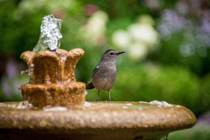 Easy Ways to Spruce Up Your Backyard