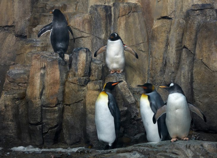 Montreal Biodome by KANVA